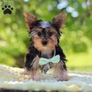 Ollie, Yorkie Puppy